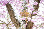 domestic cat
