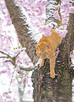 domestic cat