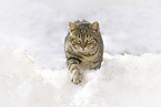 domestic cat