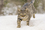 domestic cat