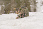 domestic cat