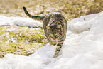 domestic cat