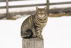 domestic cat