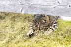 domestic cat