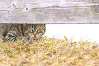 domestic cat