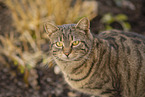 domestic cat