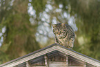 domestic cat