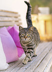 domestic cat