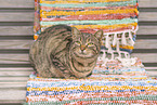domestic cat