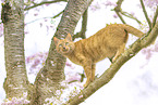 domestic cat