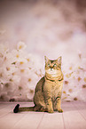 Bengal-British-Shorthair-Cat