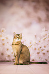 Bengal-British-Shorthair-Cat