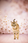 Bengal-British-Shorthair-Cat