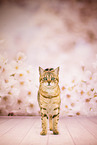 Bengal-British-Shorthair-Cat