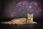Bengal-British-Shorthair-Cat