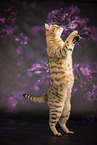 Bengal-British-Shorthair-Cat