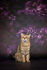 Bengal-British-Shorthair-Cat