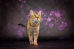 Bengal-British-Shorthair-Cat