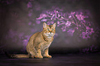 Bengal-British-Shorthair-Cat