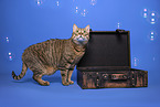 domestic cat