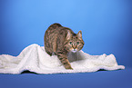 domestic cat