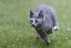 Russian-Blue-cross