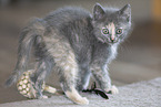 Russian-Blue-cross