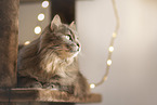 cat