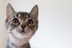 domestic cat