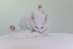 white cat