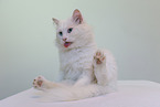 white cat
