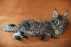 Maine Coon