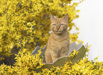 domestic cat