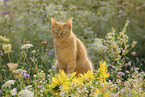domestic cat