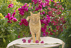 domestic cat