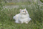 Ragdoll