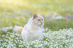 Ragdoll