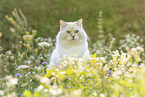 Ragdoll
