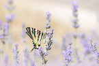 pear-tree swallowtail