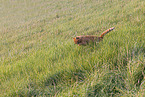 domestic cat