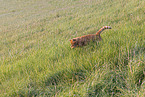 domestic cat