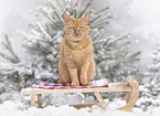 domestic ginger cat