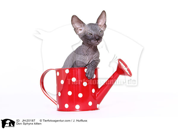 Don Sphynx Ktzchen / Don Sphynx kitten / JH-20187