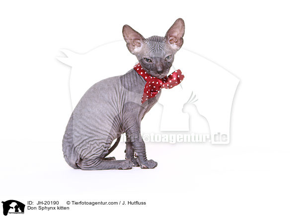 Don Sphynx kitten / JH-20190