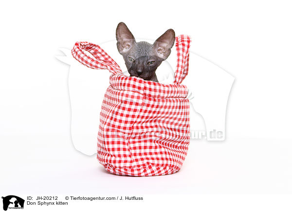 Don Sphynx kitten / JH-20212