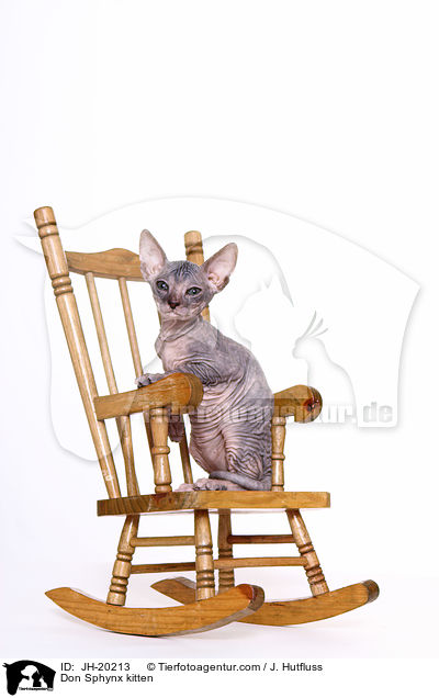 Don Sphynx Ktzchen / Don Sphynx kitten / JH-20213