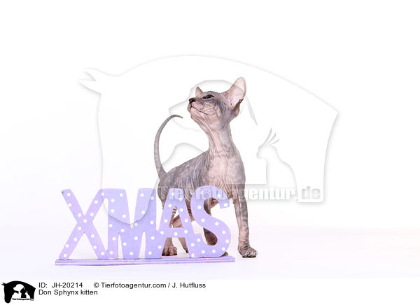 Don Sphynx kitten / JH-20214