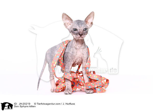 Don Sphynx Ktzchen / Don Sphynx kitten / JH-20219