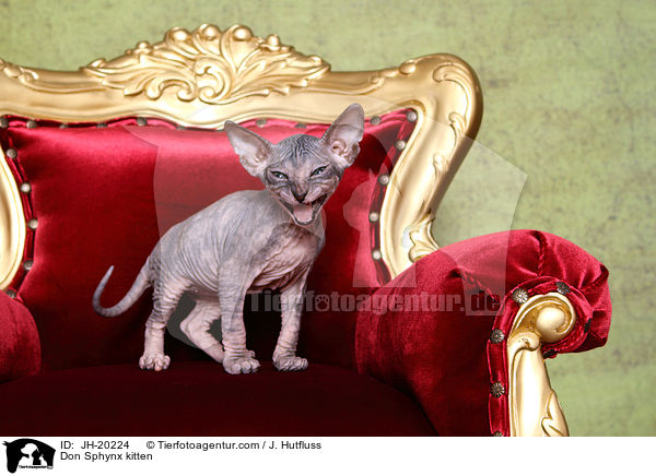 Don Sphynx Ktzchen / Don Sphynx kitten / JH-20224