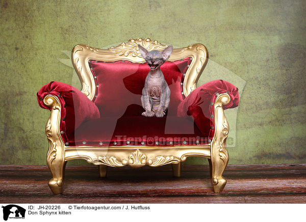Don Sphynx Ktzchen / Don Sphynx kitten / JH-20226